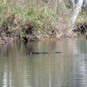 Beaver swimming